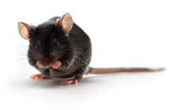 C57BL/6 Mouse
