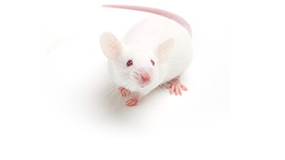 C57BL/6 Mouse